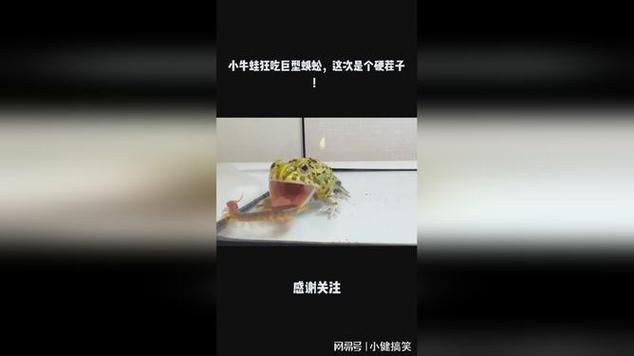 牛蛙可以抓吗牛蛙吞蜈蚣不会被毒死吗