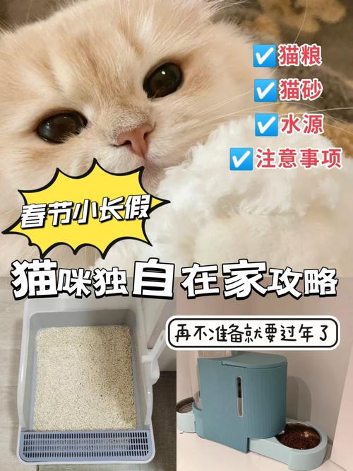 小猫咪会做什么过年回家一个月猫咪怎么安置