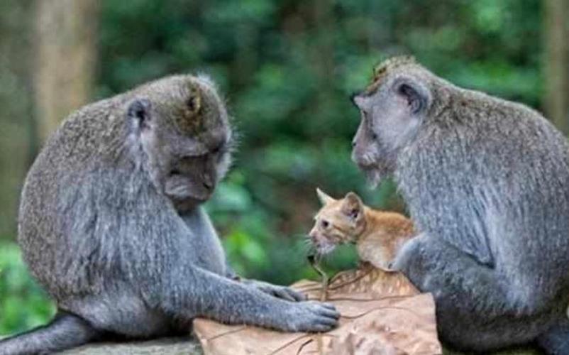 为什么不能把猫放入猴群美国实验猴子辉瑞高管的言论有多少真实性